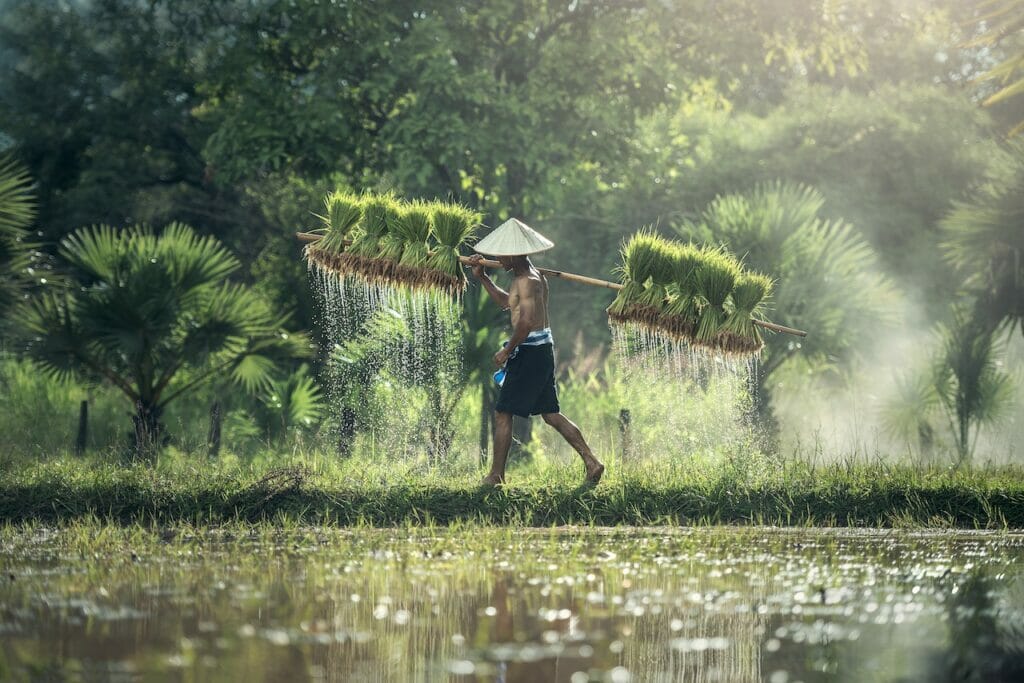 rice field, most used kitchen ingredients